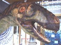 Eustreptospondylus head in the Oxford University Museum of Natural History.