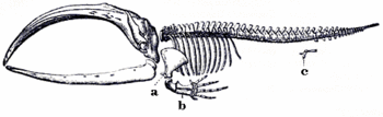 Letter c in the picture indicates the undeveloped hind legs of a baleen whale, vestigial remnants of its terrestrial ancestors.