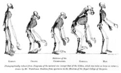 Darwin's friend Thomas Henry Huxley became a vigorous supporter of the theory of evolution, and specifically used his knowledge about the anatomy of apes to argue for human evolution. In his 1863 Evidence as to Man's Place in Nature, Huxley made the anatomical argument explicit in the above frontispiece.