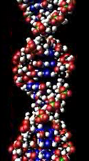 A section of a model of a DNA molecule.