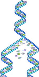 Mutation occurs because of "copy errors" that occur during DNA replication.