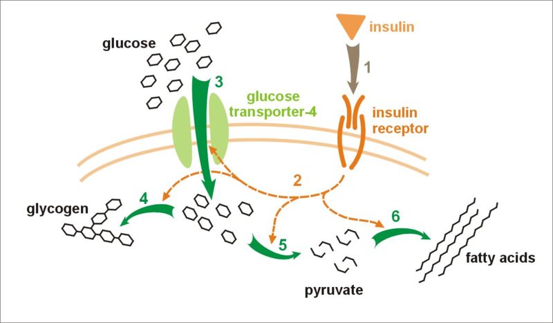 Image:Insulin glucose metabolism.jpg