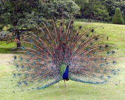 A peacock's tail is the canonical example of sexual selection