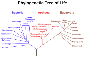 A phylogenetic tree of all extant organisms, based on 16S rRNA gene sequence data, showing the evolutionary history of the three domains of life, bacteria, archaea and eukaryotes. Originally proposed by Carl Woese.