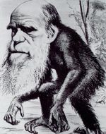 A satirical 1871 image of Charles Darwin as a quadrupedal ape reflects part of the social controversy over whether humans and other apes share a common lineage.