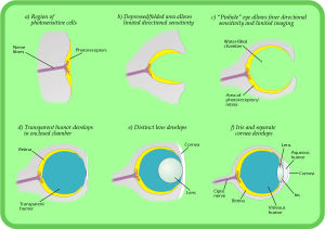 Diagram of major stages in the eye's evolution.