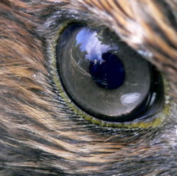 Closeup of a hawk's eye.