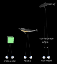 The two eyes converge to point to the same object