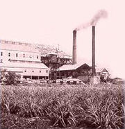 Sugar cane plantation, the main employers in Puerto Rico until the Great Depression