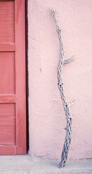 Image:Cholla cane1.jpg