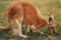 The Red Kangaroo is the largest macropod and is one of Australia's heraldic animals, appearing with the Emu on the Coat of Arms of Australia.