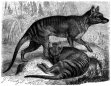 the Thylacine.