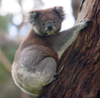 The Koala does not normally need to drink, because it can obtain all of the moisture it needs by eating leaves.
