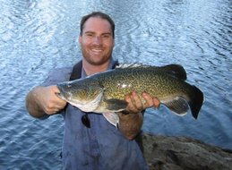 The Murray Cod is one of Australia's largest freshwater fish.