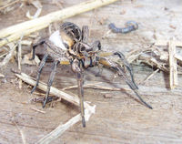 The wolf spider Lycosa godeffroyi is common in many areas of Australia. In this family of spiders, the female carries her egg-sac.