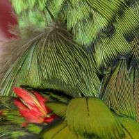 Extreme closeup of the feathers of a baby Yellow-headed Parrot.  The blue component of the green coloration is due to light scattering while the yellow is due to pigment.