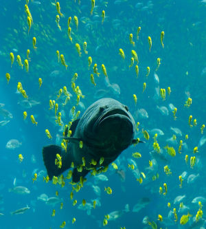 A giant grouper at the Georgia Aquarium