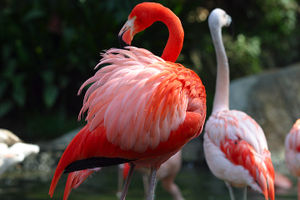 A Caribbean Flamingo (Phoenicopterus ruber), with Chilean Flamingos (P. chilensis) in the background