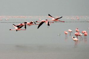 Lesser Flamingos in flight