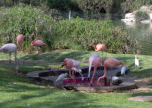 Flamingos in the Jerusalem Biblical Zoo