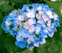 A Blue Summer Flower.