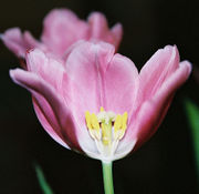 The androecium and gynoecium of a tulip.