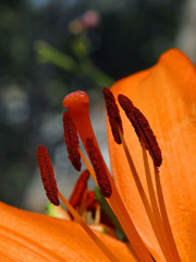 Close-up of a lily, showing six stamens and the stigma and style of a pistil.