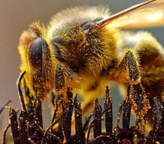 Grains of pollen sticking to this bee will be transfered to the next flower it visits