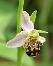 This bee orchid mimics a female bee in order to attract a male bee pollinator