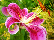 Lilies are often used to denote life or resurrection.