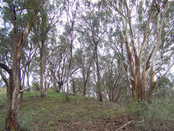 Eucalyptus Forest at Swifts Creek in East Gippsland, Victoria, Australia. Mostly Eucalyptus albens (white box)