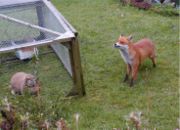 An urban fox investigating a pet rabbit in a garden in Birmingham, UK