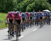 A collected peloton in the 2005 Tour.