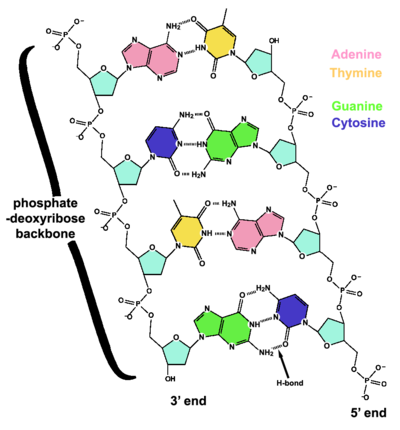 Diagrammatic representation of some key structural features of DNA. The similar structures of guanine:cytosine and adenine:thymine base pairs is illustrated. The base pairs are held together by hydrogen bonds. The phosphate backbones are anti-parallel.