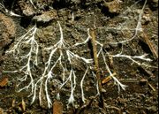 Hyphae as seen under a log