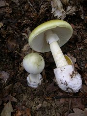 Death cap, Amanita phalloides