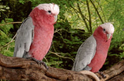 Pair of Galah cockatoos