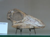 Gallimimus bullatus skull.