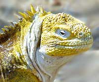 Galápagos Land Iguana