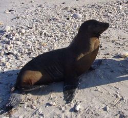 Sea lions in the Galápagos are tame and curious.