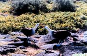 Waved Albatross on Española