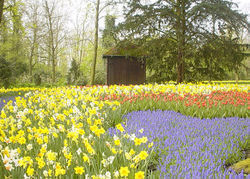 Keukenhof tulip garden in Lisse, Netherlands.