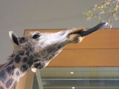 Giraffes use their long, prehensile tongues to extend their reach.  Specimen at the National Museum of Natural History, Washington, DC.