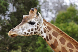 Giraffe, Melbourne Zoo