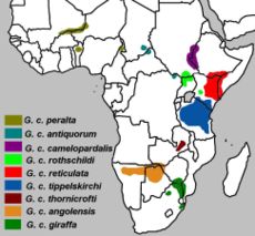 Giraffe subspecies range map