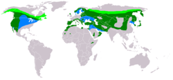 World distribution of the golden eagleLight green  = Nesting area  Blue = Wintering area  Dark green = All year distribution