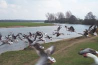 Greylag Geese flying.