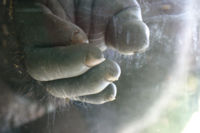 Hand of a Gorilla at San Diego Zoo