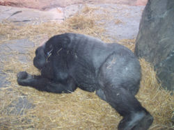 Female Gorilla at NC Zoo