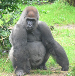 A silverback gorilla